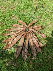 Cecropia sciadophylla