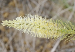 Thelypodium crispum