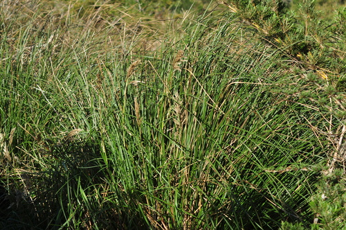 Cortaderia modesta