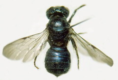 Ceratina cyanea