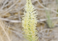 Thelypodium crispum