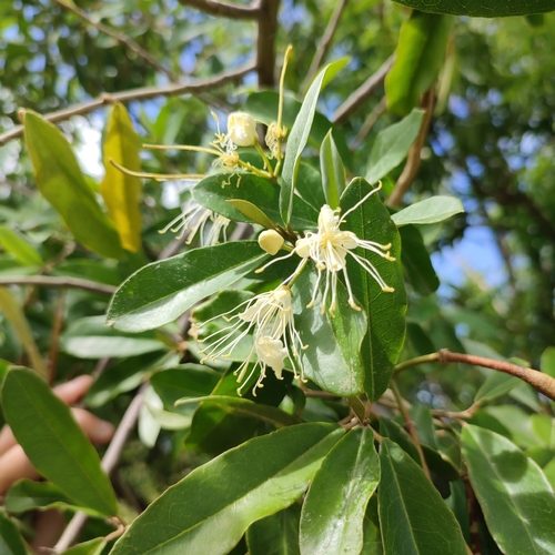 Image of Quadrella indica by no rights reserved