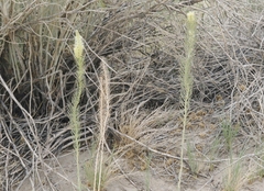 Thelypodium crispum
