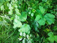 Heracleum sosnowskyi