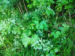 Heracleum sosnowskyi
