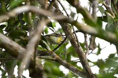 Vireo latimeri