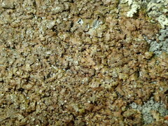 Xanthoparmelia loxodes