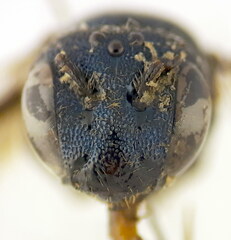 Ceratina cyanea