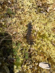 Hemileuca eglanterina