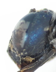 Ceratina cyanea