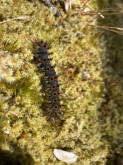 Hemileuca eglanterina