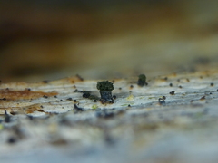 Microcalicium ahlneri