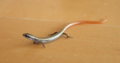 Ablepharus rueppellii