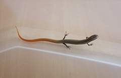 Ablepharus rueppellii