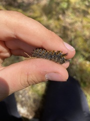 Hemileuca eglanterina