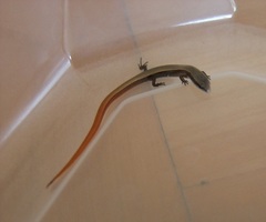 Ablepharus rueppellii