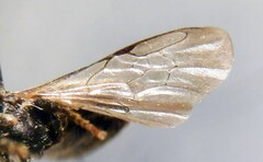 Ceratina cyanea