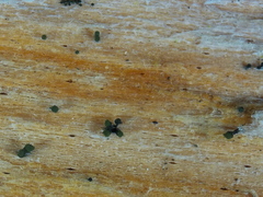 Microcalicium ahlneri