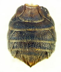 Ceratina cyanea