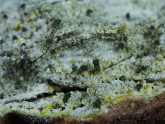 Microcalicium disseminatum