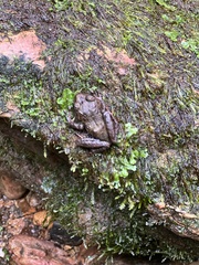 Pristimantis latidiscus