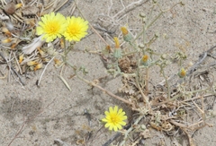 Malacothrix sonchoides