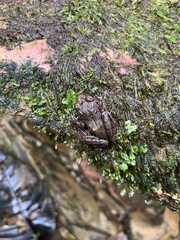 Pristimantis latidiscus