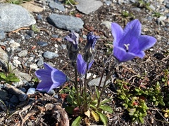 Campanula lasiocarpa