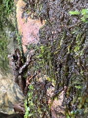 Pristimantis latidiscus