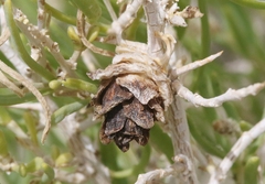 Halodiplosis sarcobati