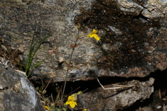 Erythranthe percaulis