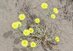 Malacothrix sonchoides