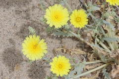 Malacothrix sonchoides