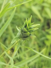 Euthamia graminifolia nuttallii
