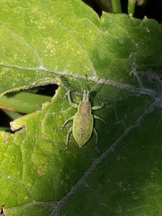 Chlorophanus pollinosus