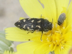Acmaeodera inyoensis