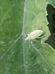 Chlorophanus pollinosus