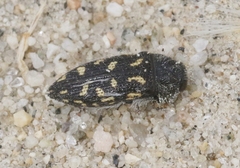 Acmaeodera inyoensis