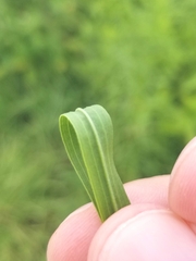 Euthamia graminifolia nuttallii