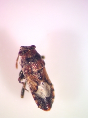 Phlegyas abbreviatus