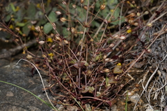 Erythranthe percaulis