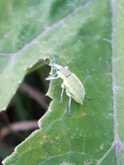 Chlorophanus pollinosus