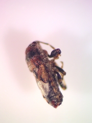 Phlegyas abbreviatus