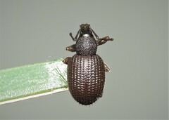 Otiorhynchus rugosostriatus