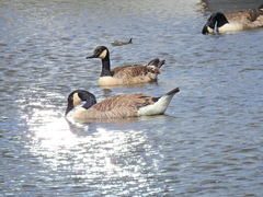 Branta canadensis