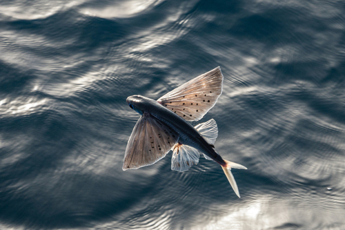 Manyspotted flyingfish (Cheilopogon spilopterus) — Exocoetidae
