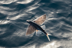 Manyspotted Flyingfish photo 1