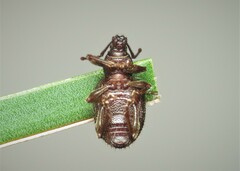 Otiorhynchus rugosostriatus