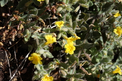 Erythranthe willisii