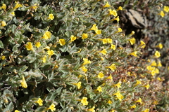 Erythranthe willisii